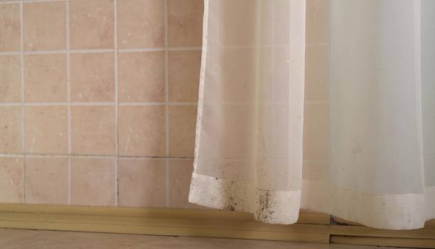 Best Black Mold Removal  in Aragon, GA