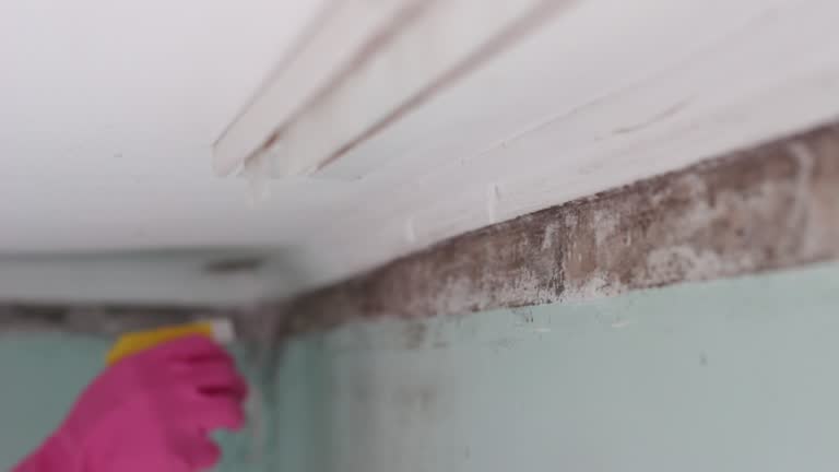 Best Basement Mold Removal  in Aragon, GA